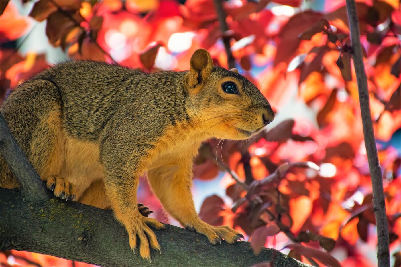 https://www.peta.org/wp-content/uploads/2022/10/squirrel-with-pink-red-leaves-in-tree.jpg