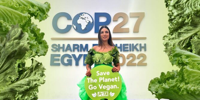 Lettuce lady at the COP27 meeting surrounded by lettuce