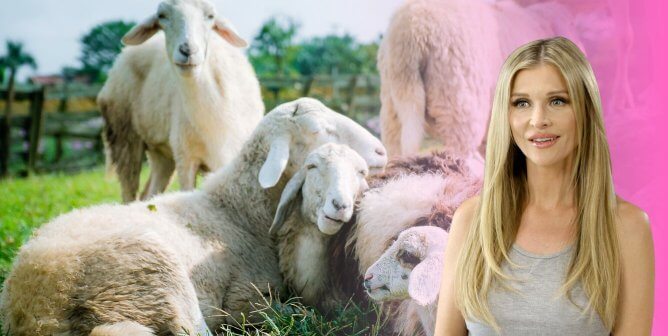 Joanna Kruppa with pink fade behind them, sheep laying next to each other on the grass