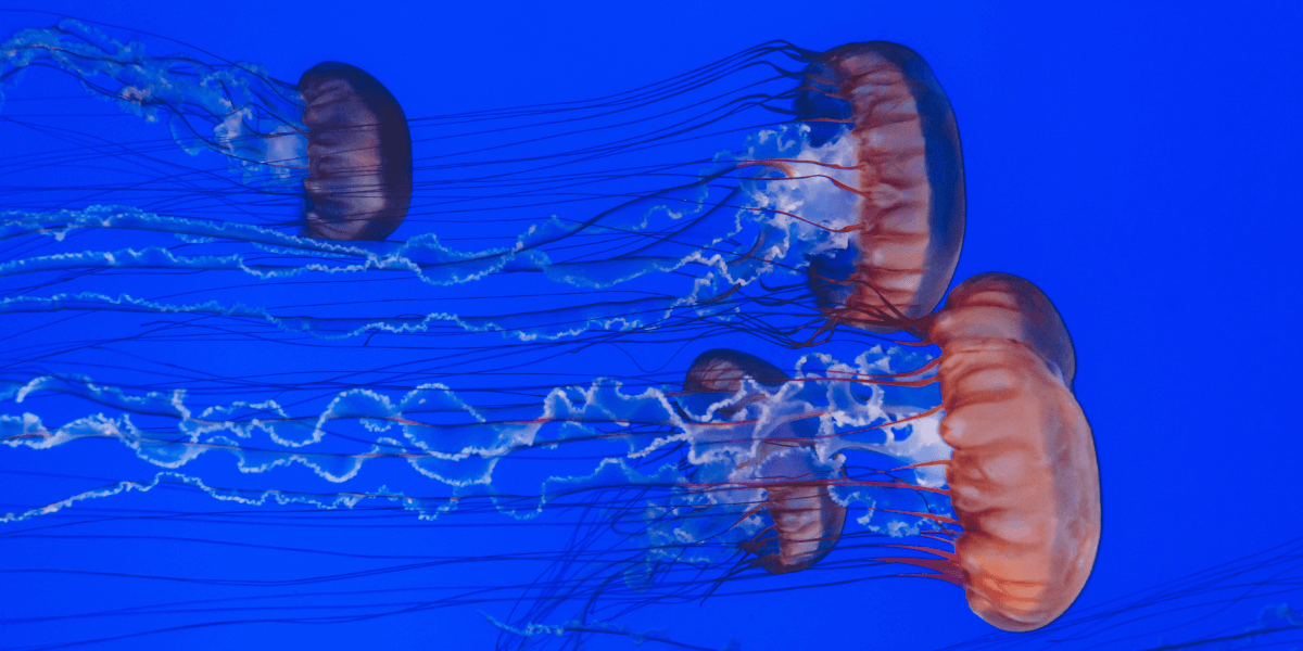 9 Fascinating Facts to Learn for National Jellyfish Day | PETA