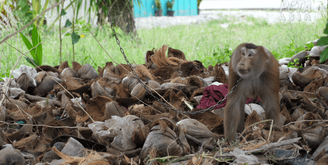 monkey tethered surrounded by coconut