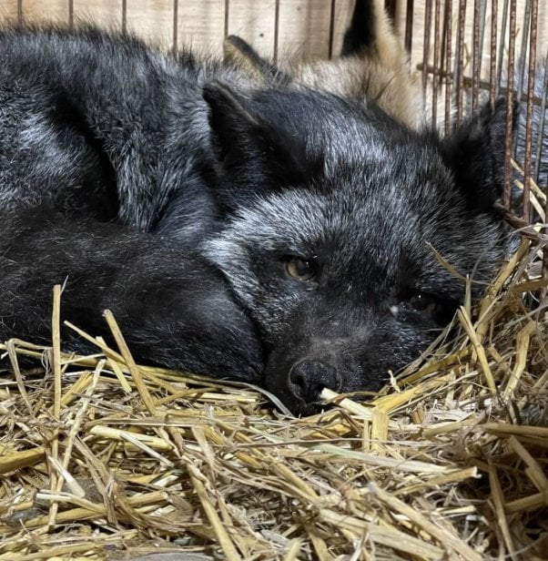 A black fox laying in tiny crate, on top of dirty straw.