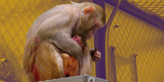 mother and baby monkey in cage at NIH lab with yellow background to add color