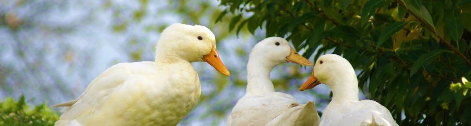 three happy ducks by bushes