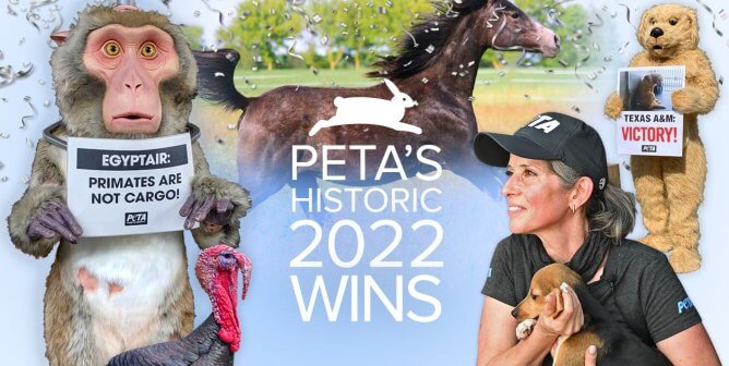 feature image for PETA's 2022 victories including Egyptair, TAMU, horses, turkeys, and a beagle from Envigo