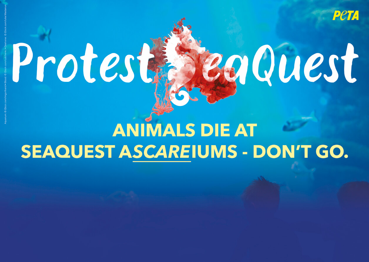 VICTORY! ‘City & County Credit Union’ Drops SeaQuest | PETA