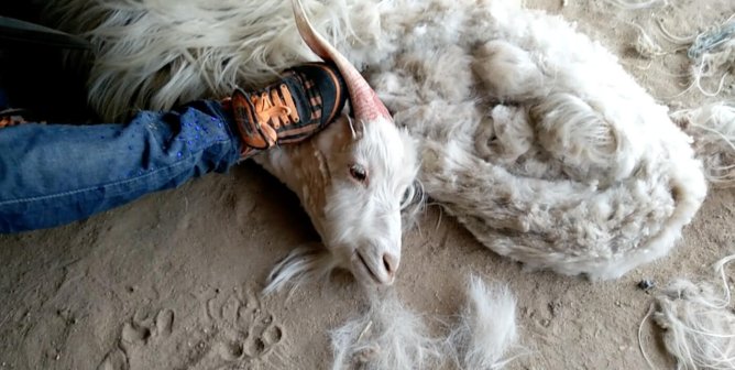 human boot on goat's neck