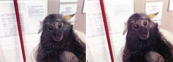 Jolly the marmoset