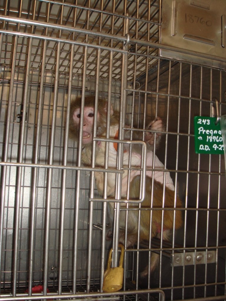 Violations of the Federal Animal Welfare Act in the Laboratories of ...