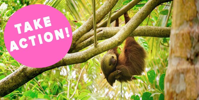 sloth in nature clinging to tree, with "TAKE ACTION!" text inside added pink bubble