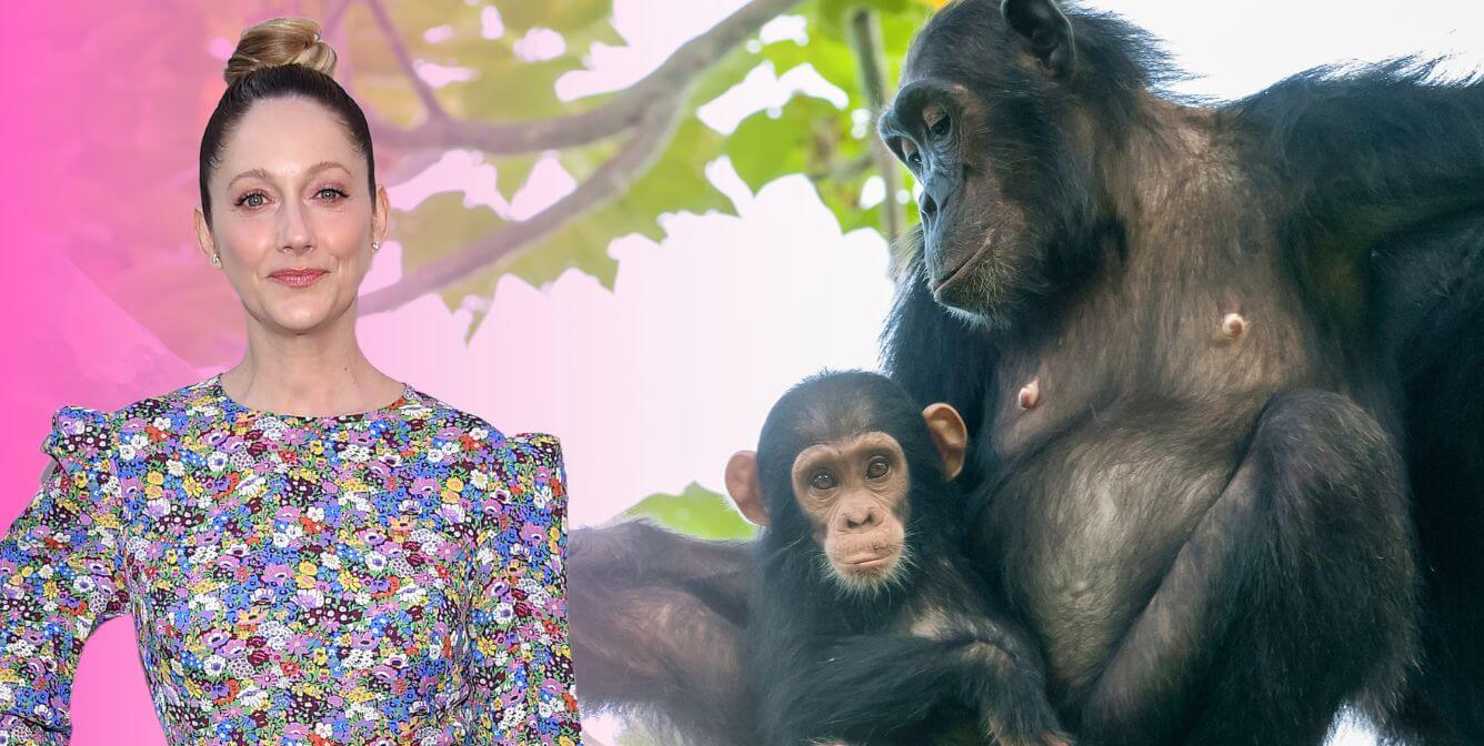 judy-greer-asks-hallmark-to-stop-exploiting-great-apes-peta