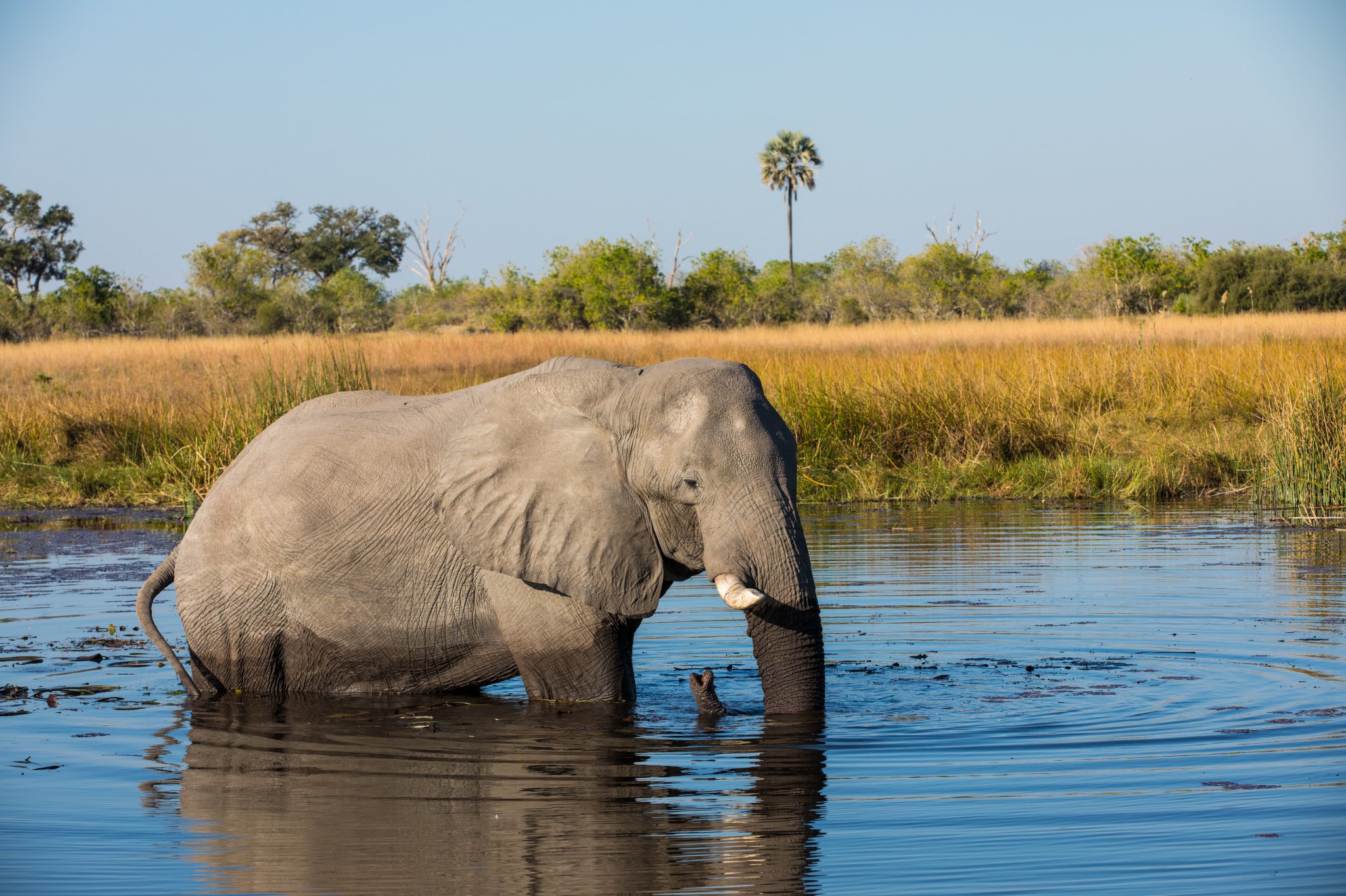 PETA Names Its Top 5 Vegan African Safaris | PETA