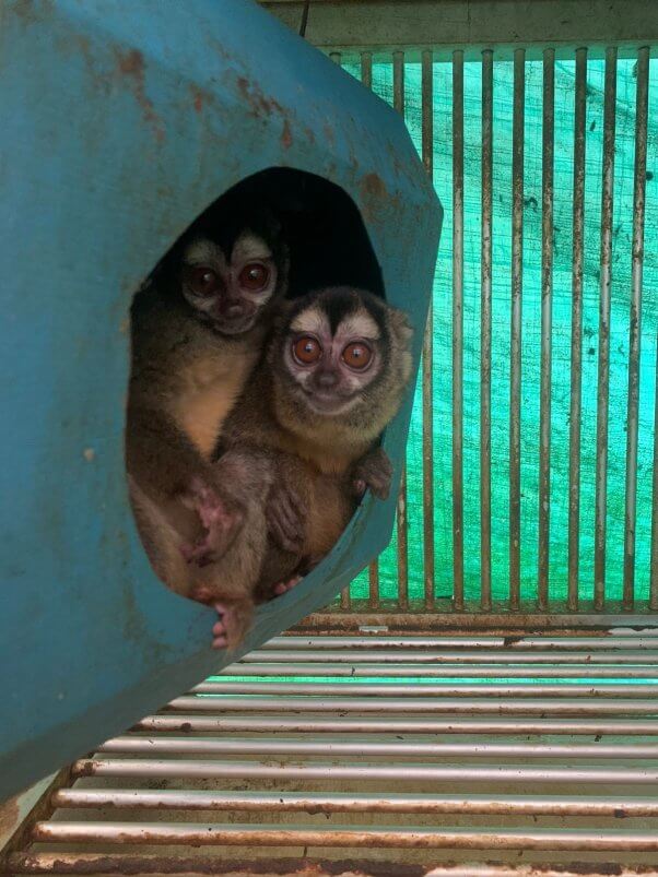 two squirrel monkeys look out of tiny dirty enclosure