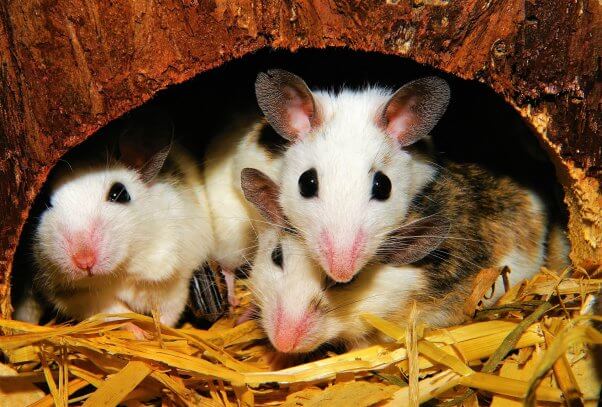 many white mice hide in small wooden hole on straw