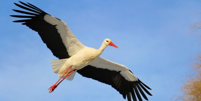 stork flying with blue sky background sparse trees