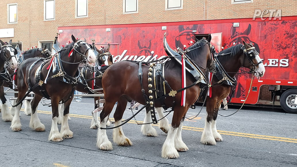 FIFA: Boot Budweiser as ‘Legit Beer’ of the Global Cup