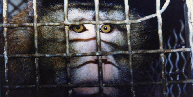 Chester, a monkey in a cage in Silver Springs