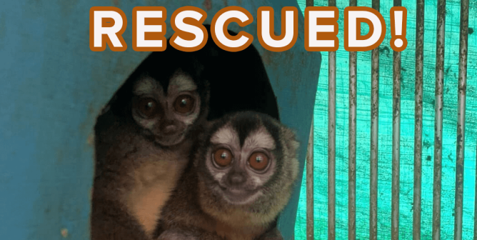 two owl monkeys huddled together with "RESCUED!" text at the top