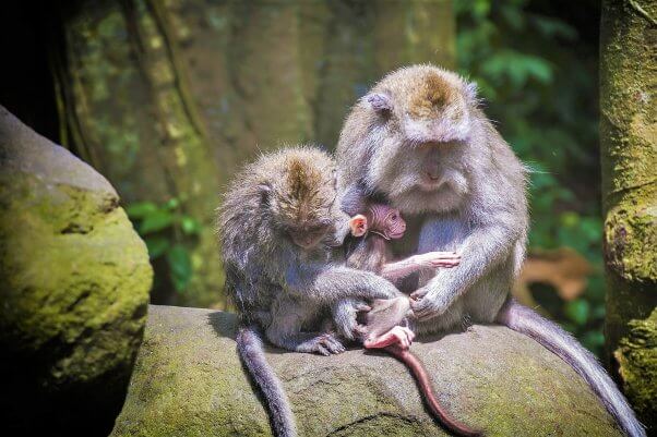 long tailed macaques huddled together