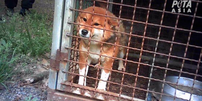 Dog in rusted outdoor cage at a breeder in South Korea