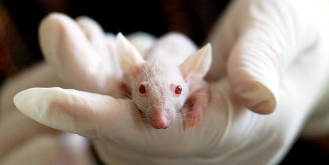 https://www.peta.org/wp-content/uploads/2023/02/white-mouse-held-in-gloved-hand-668x336.jpg?20231219032229