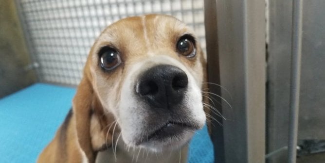 beagle at envigo from PETA's investigation in a cage with blue flooring