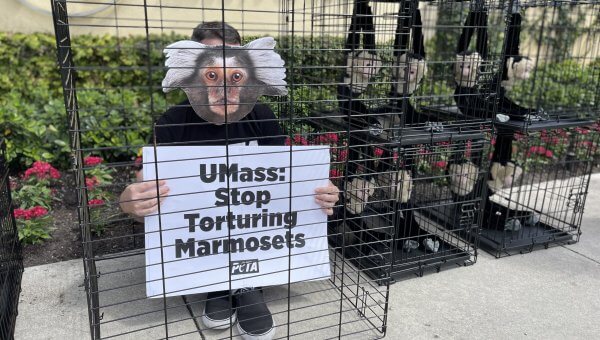 caged protester next to monkeys