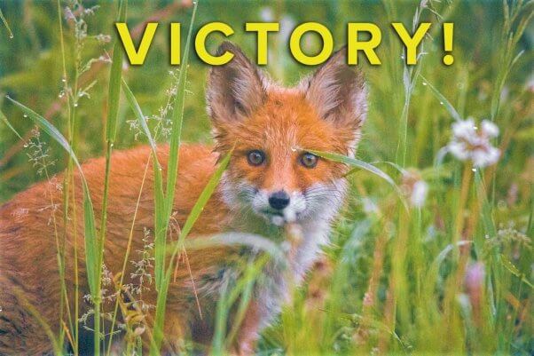 Red fox in grass with victory text