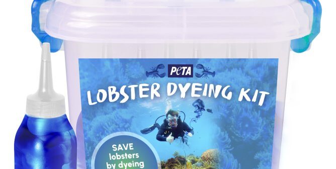 Photo of a plastic bin on a white background with a blue label reading "PETA Lobster Dyeing Kit" with a caption below that reads "Save lobsters by dyeing them a beautiful blue!" There is a blue dye bottle next to the plastic bin filled with blue dye