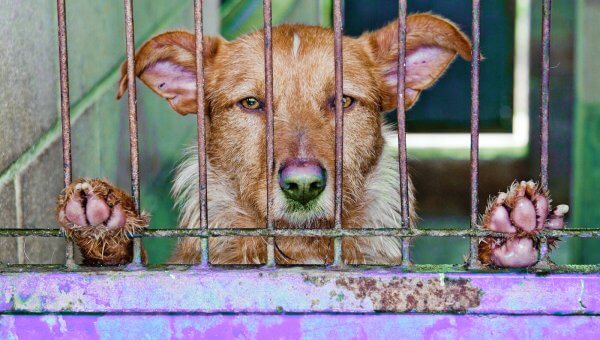 Sad dog looks out from bars of purple cage