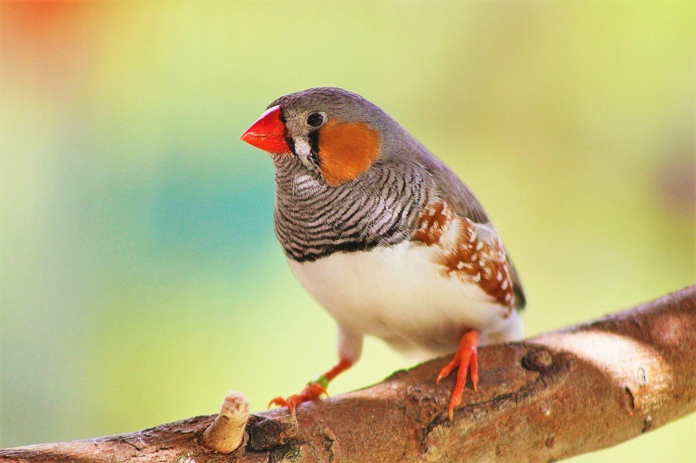 You Won’t Believe What This Swiss Experimenter Wanted to Do to Birds | PETA