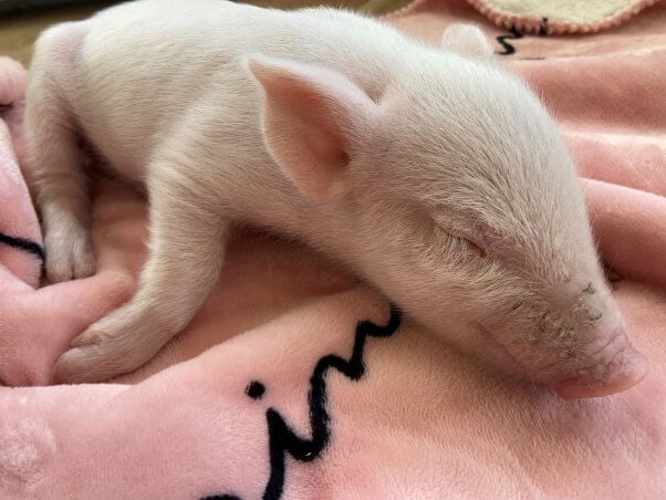 Rescue pig Babe sleeping on pink blanket