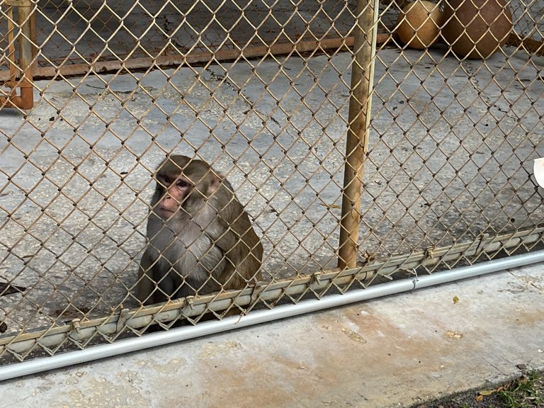 Primates Are Suffering at a Fake Sanctuary—Take Action Now! | PETA