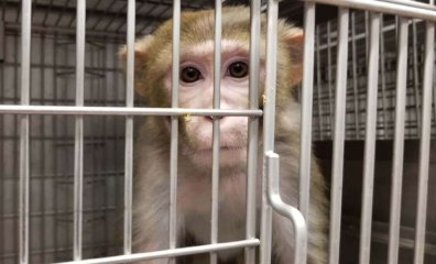 Prada Urged To Ditch 'Cruel' Exotic Animal Skins By Vegan Campaigners