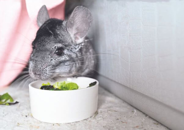 pet Chinchilla eating lettuce