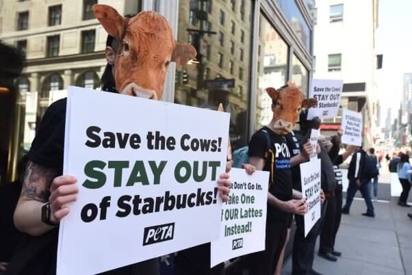 cow protester outside starbucks holding sign to stay out