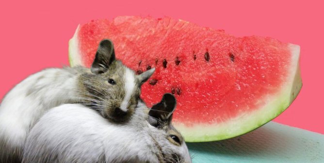 two rats in front of watermelon and pink background