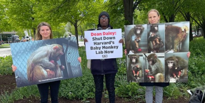 PETA Protests Harvard Monkey Experiments at School Graduation