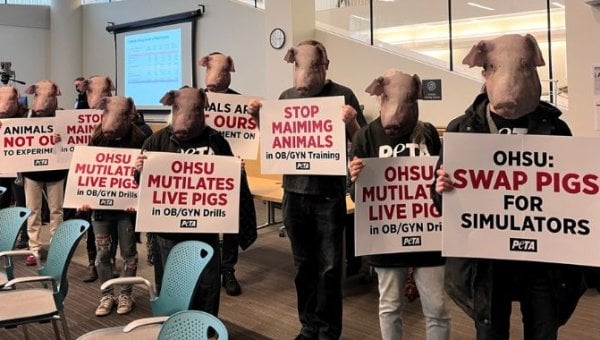 PETA Supporters Urge OHSU Board of Directors to End Pig Mutilations