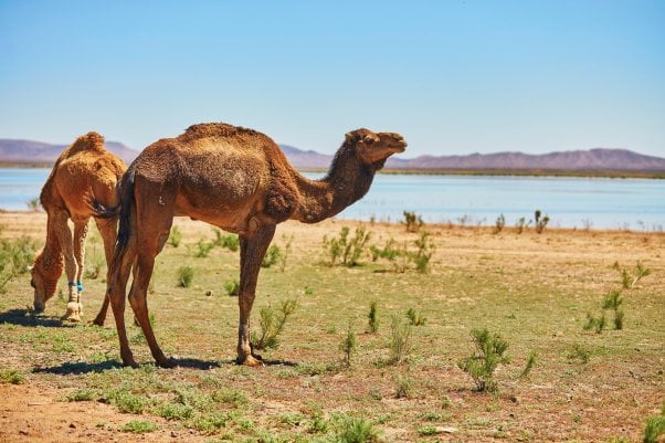 Camels in Sahara desert, Merzouga, Morocco, Africa