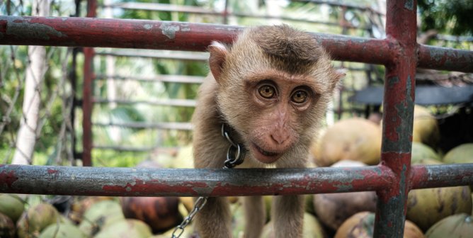 monkey looks out of coconut truck with chain around neck