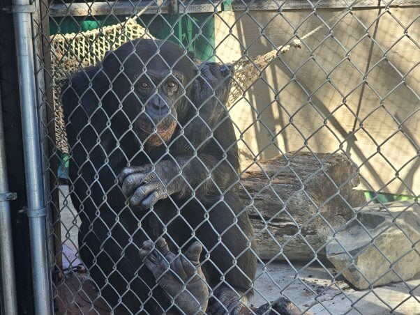 george the chimpanzee at west coast game park safari