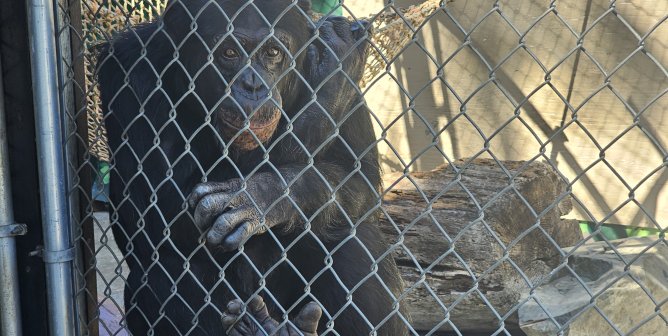 george the chimpanzee at west coast game park safari