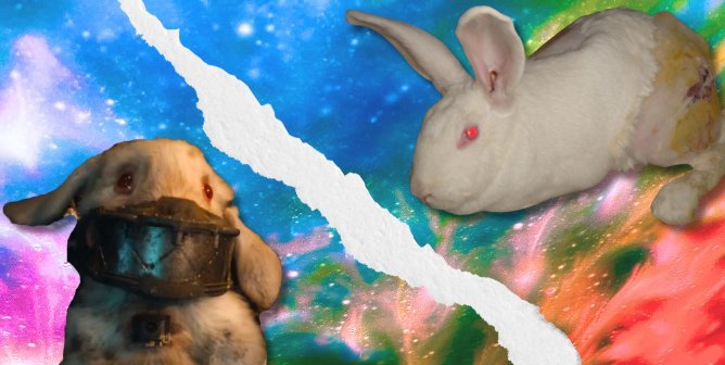 Floor the rabbit with mouth piece on and rabbit used for experiments on galaxy background