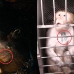 Les Gardiens de la Galaxie Vol. 3 : un message fort sur l'expérimentation  animale - Actualités - PETA France