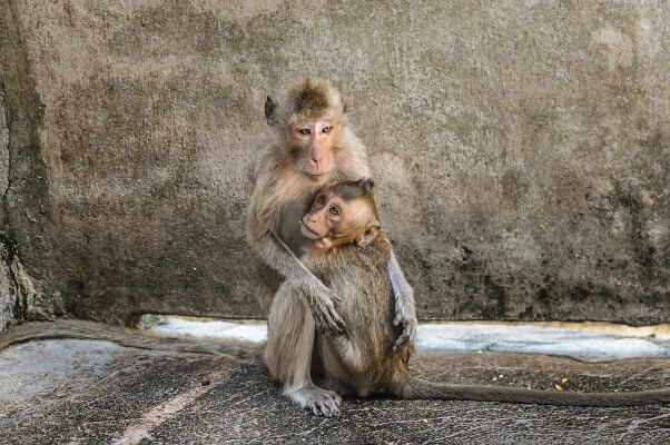 A mother and child at a macaque breeding facility.