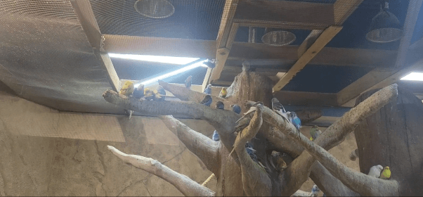 birds at seaquest folsom