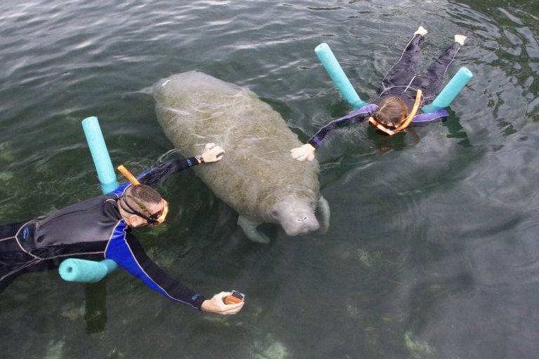 Don’t Swim With Manatees! PETA