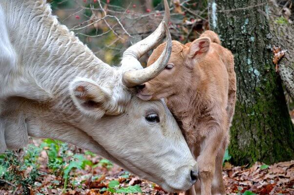 cow snuggling calf in the woods