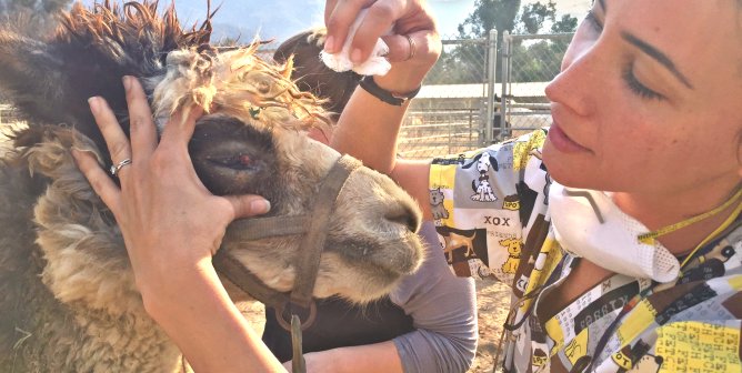 alpaca with eye injury Thomas Fire